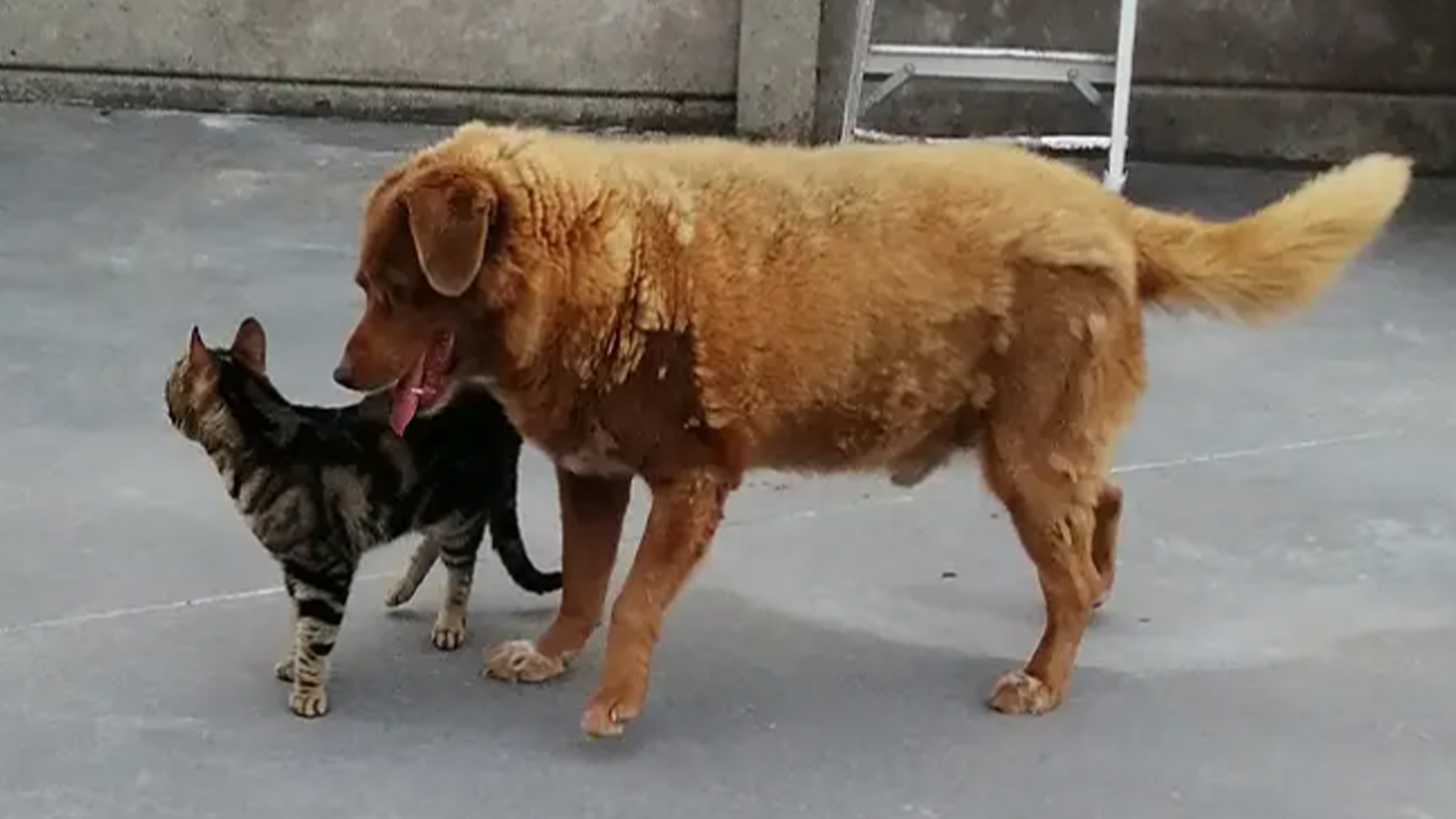 «Bobi est spécial» il devient le plus vieux chien du monde Noovo Info